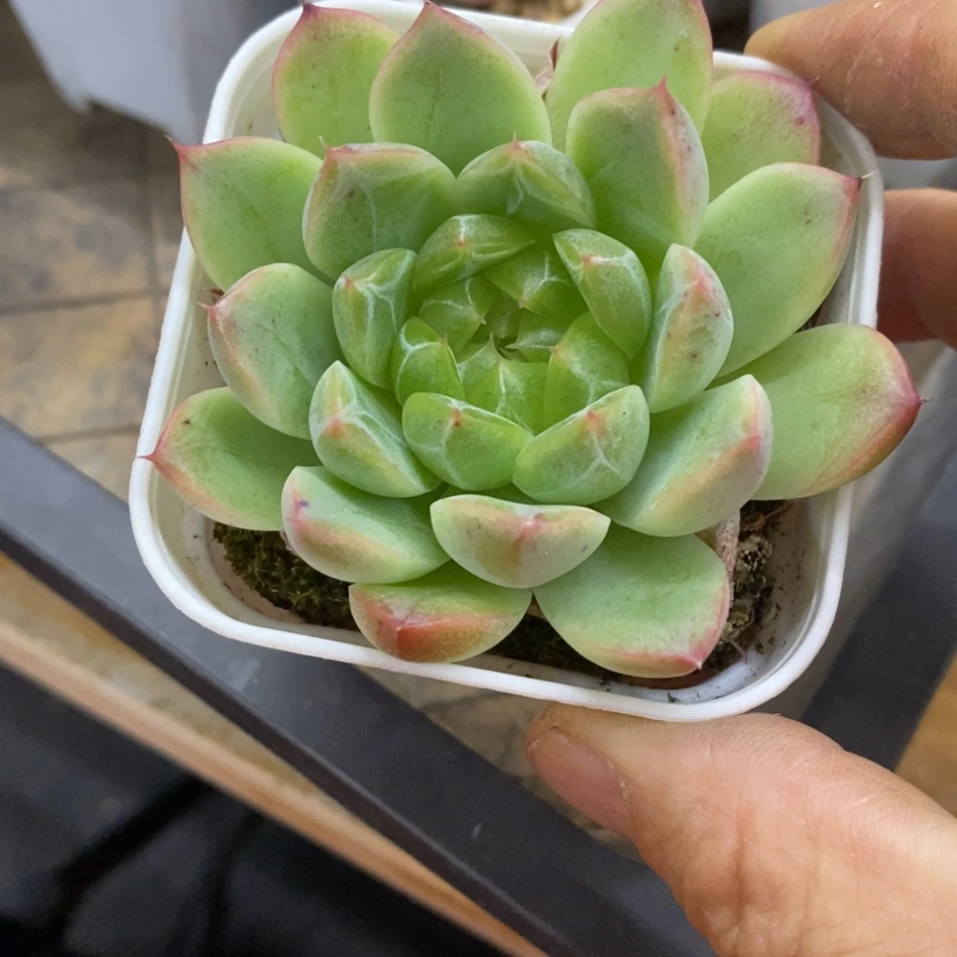 精品多肉一物一拍不包整195