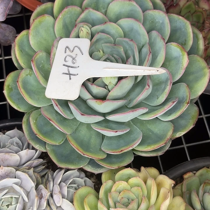 可***丽两单包邮，一物一拍123