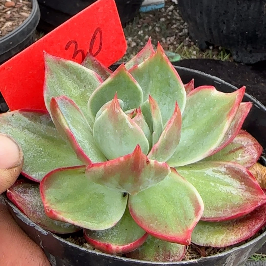 惊鸿一物一拍包装收缩花旱230