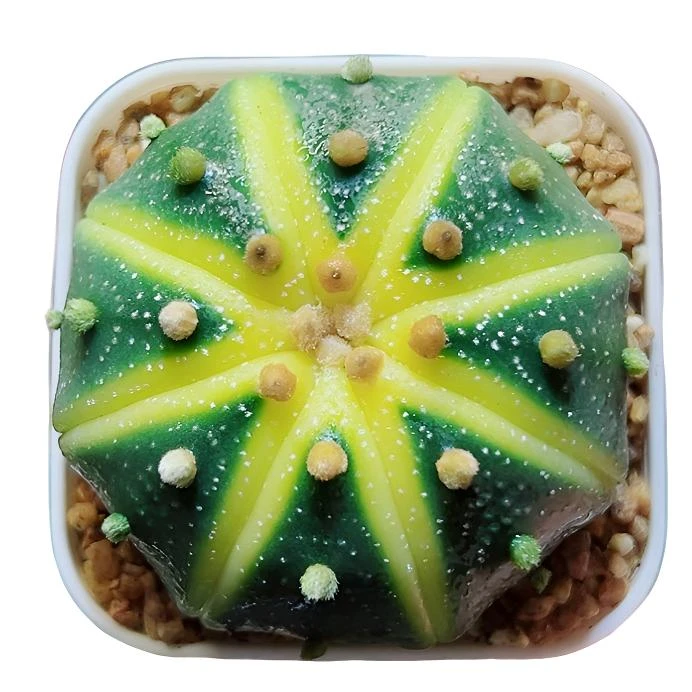 星兜锦南瓜球【满16包邮】会开花