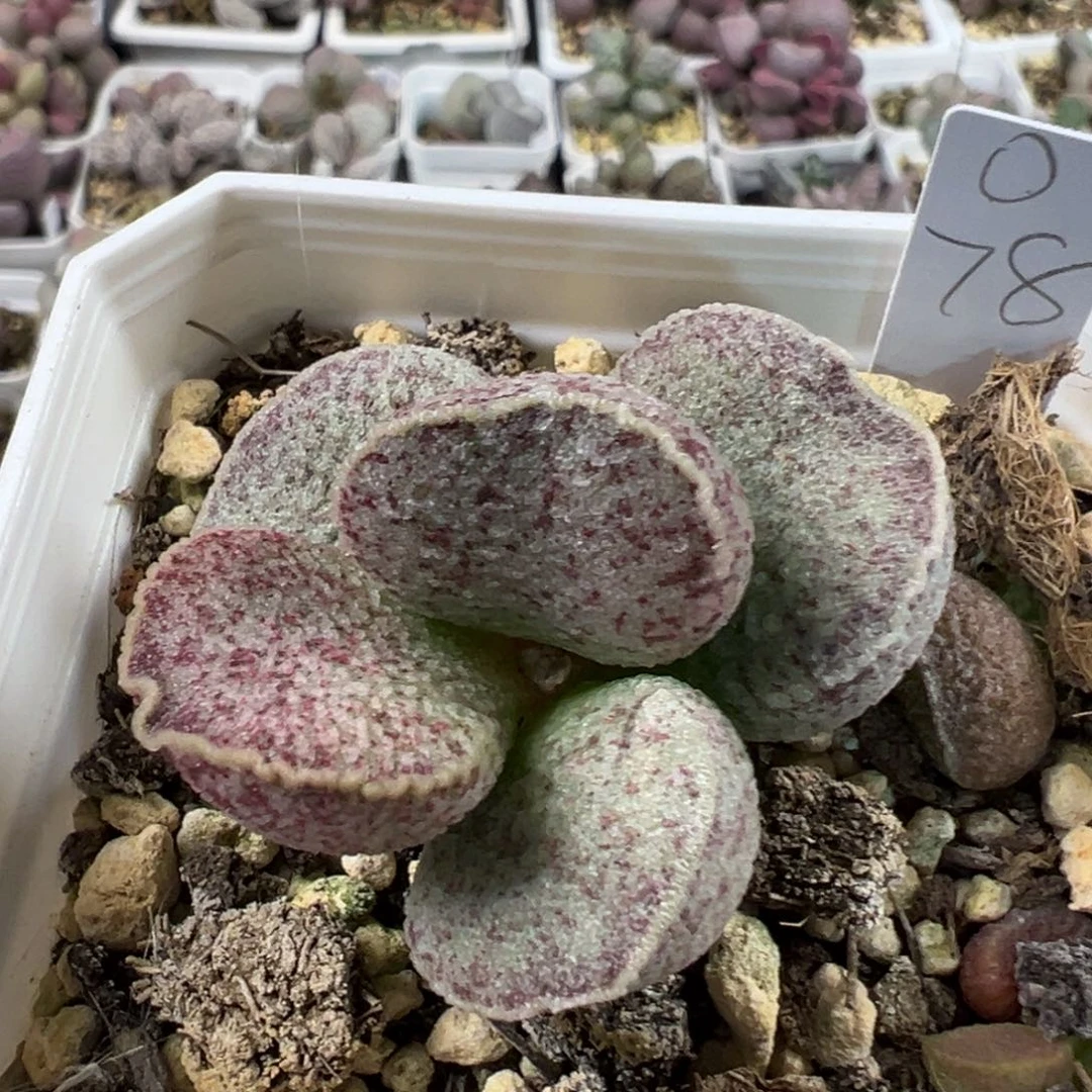 颗粒款实生新品多肉植物水泡
