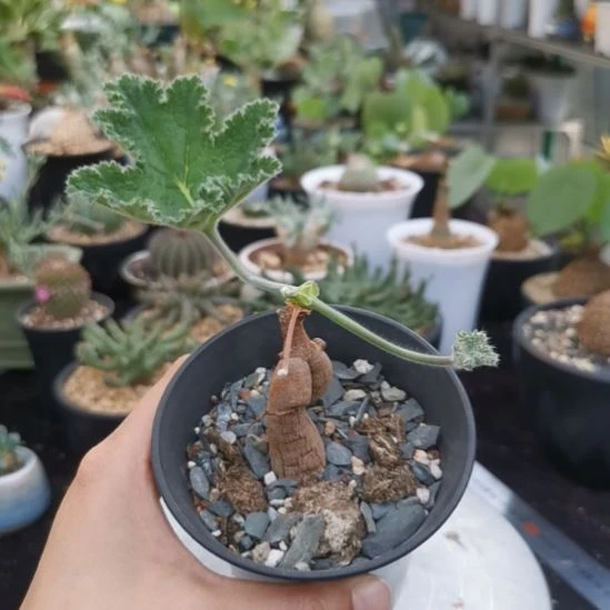 罗巴塔洋葵 一物一拍