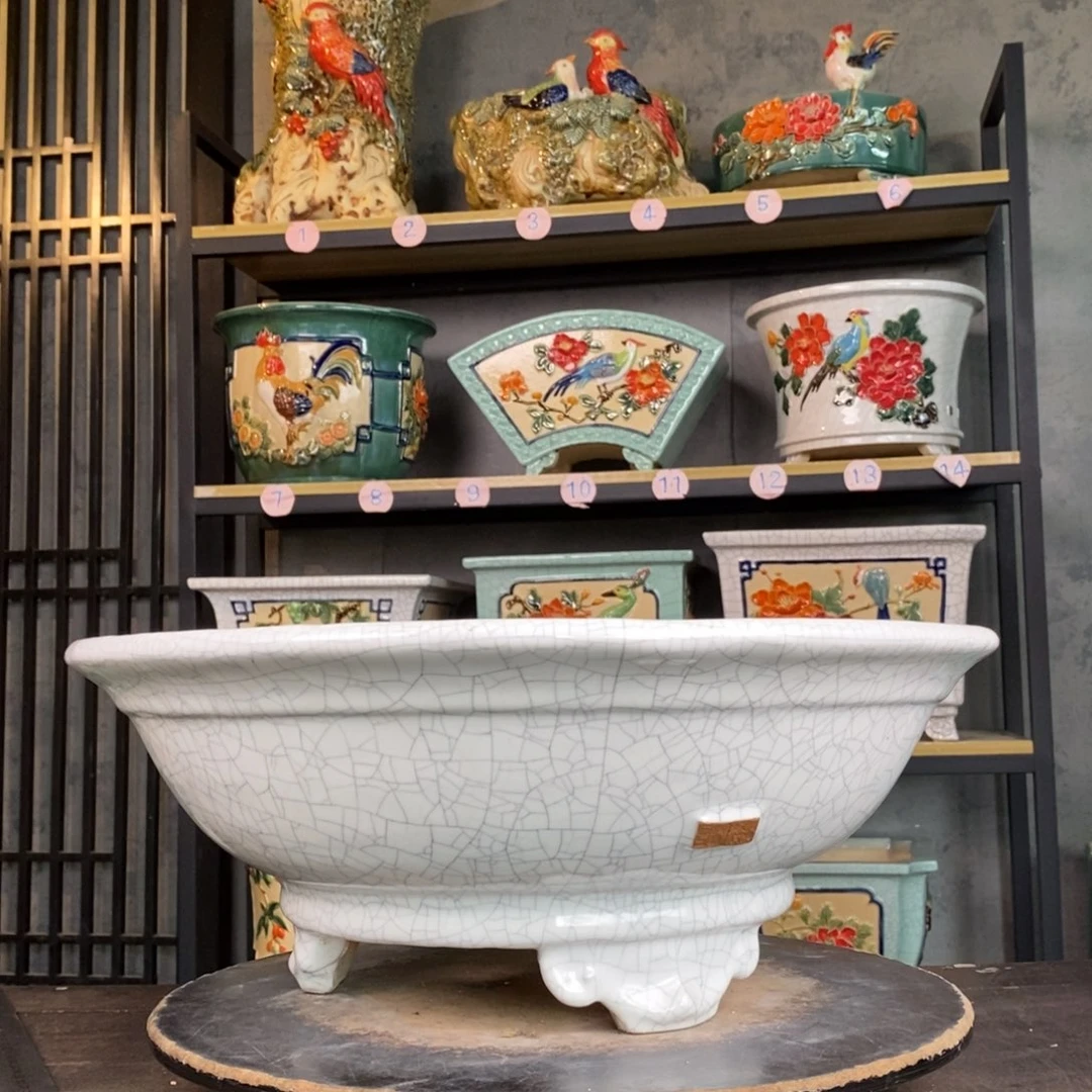 红陶芳**籼1白冰圆盆