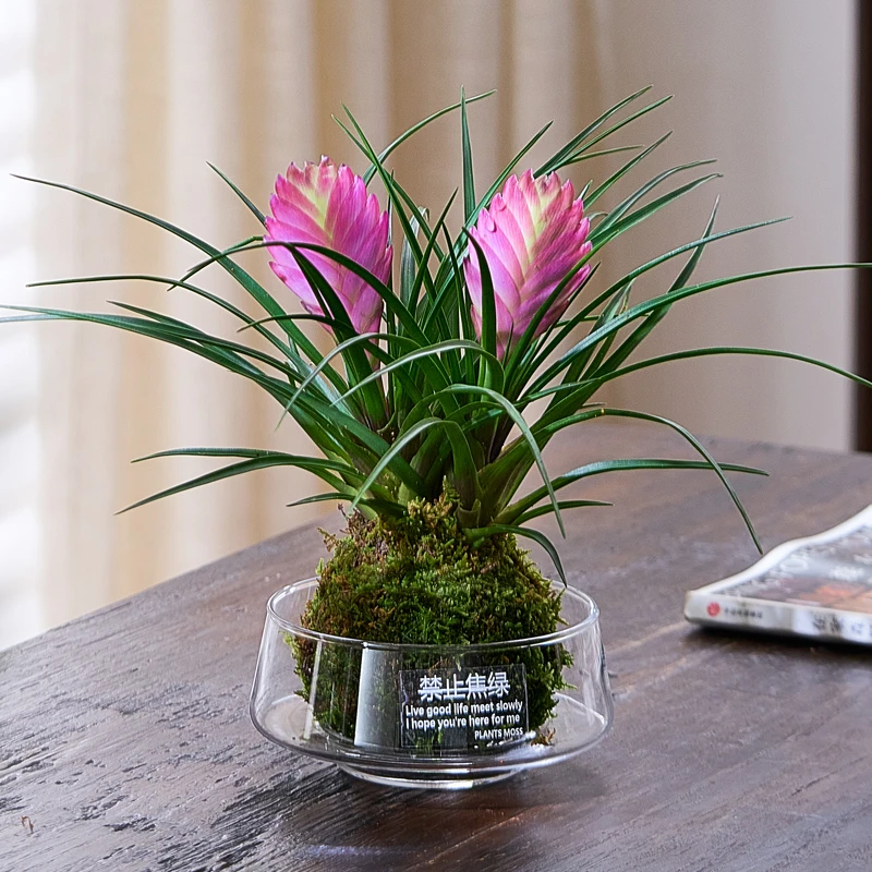 水培苔藓球盆栽植物室内办公桌面小绿植好养易活解压发财树花卉