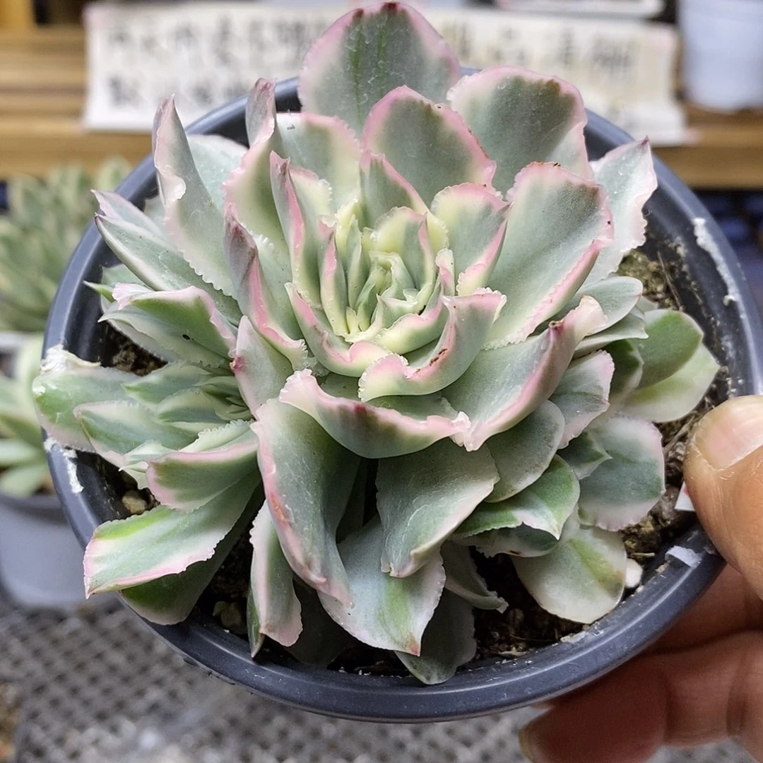 30234 紫蝴蝶锦 3 头有砍