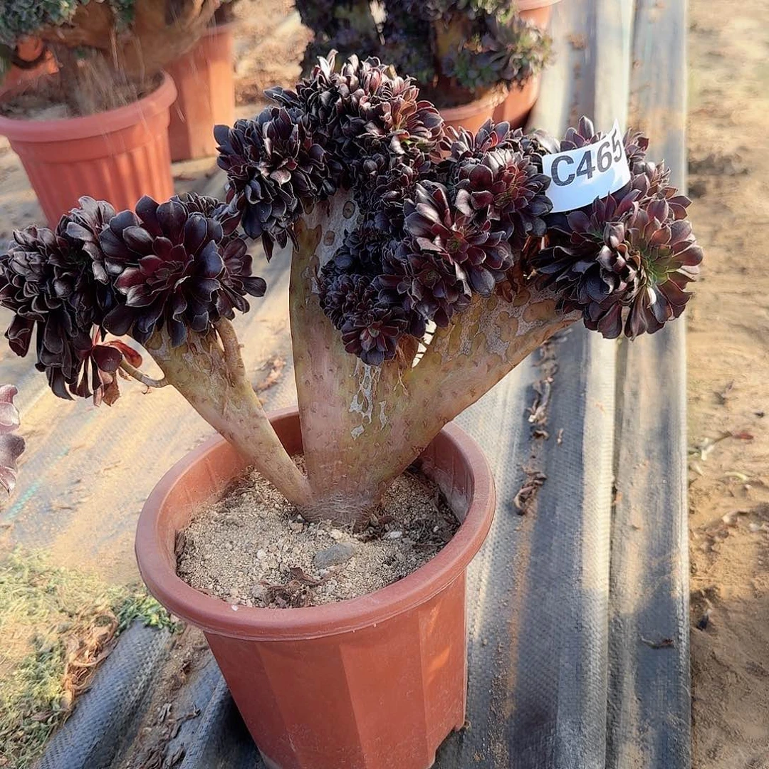 465欧紫一颗呀呀