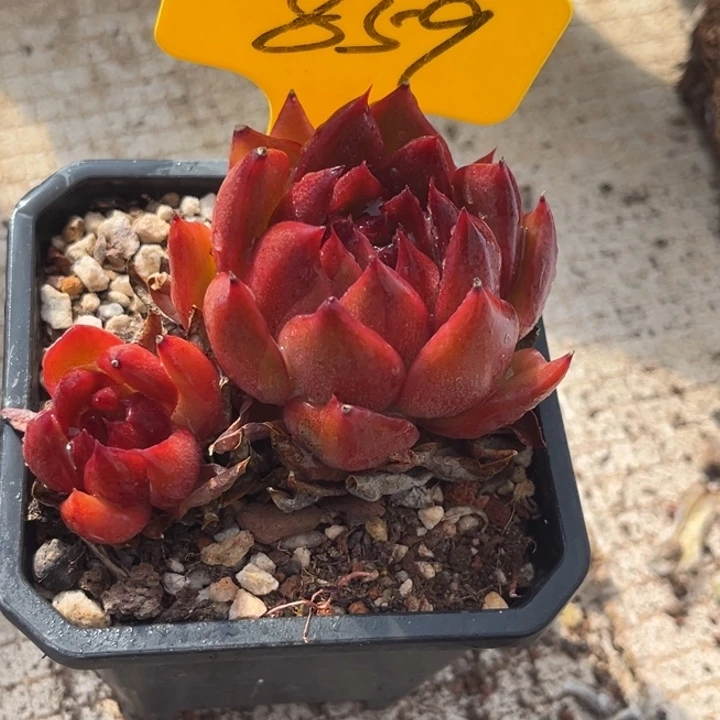 859多肉57788888808888