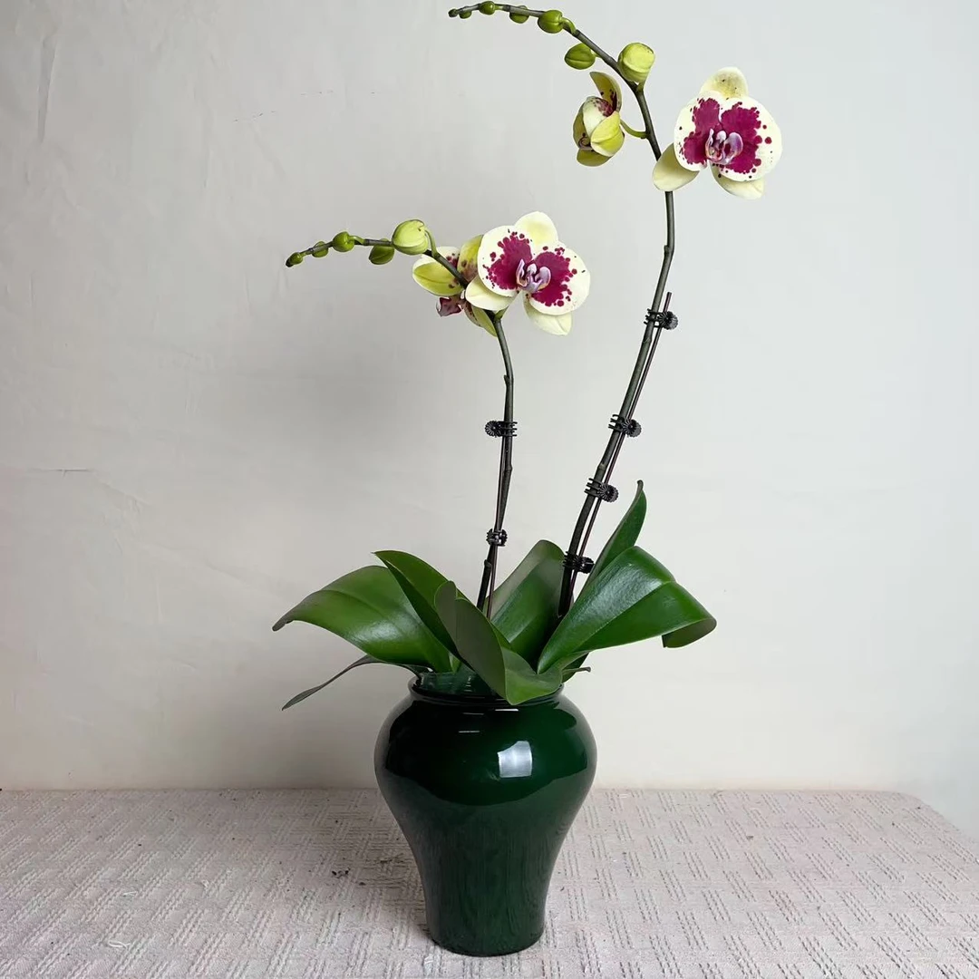 桦艺优选【黄金熊猫】精品蝴蝶兰室内花卉高雅高级盆栽艺术组盆