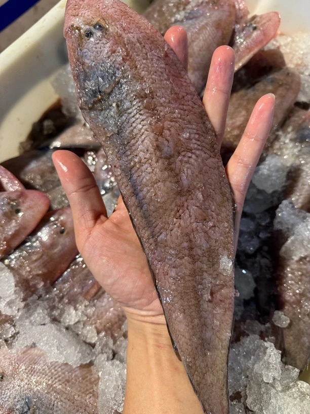 广东湛江 龙利鱼 龙舌鱼5斤