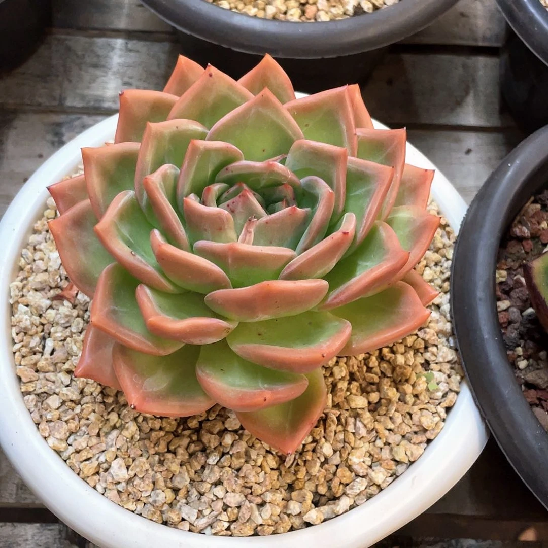 多肉植物一物一拍