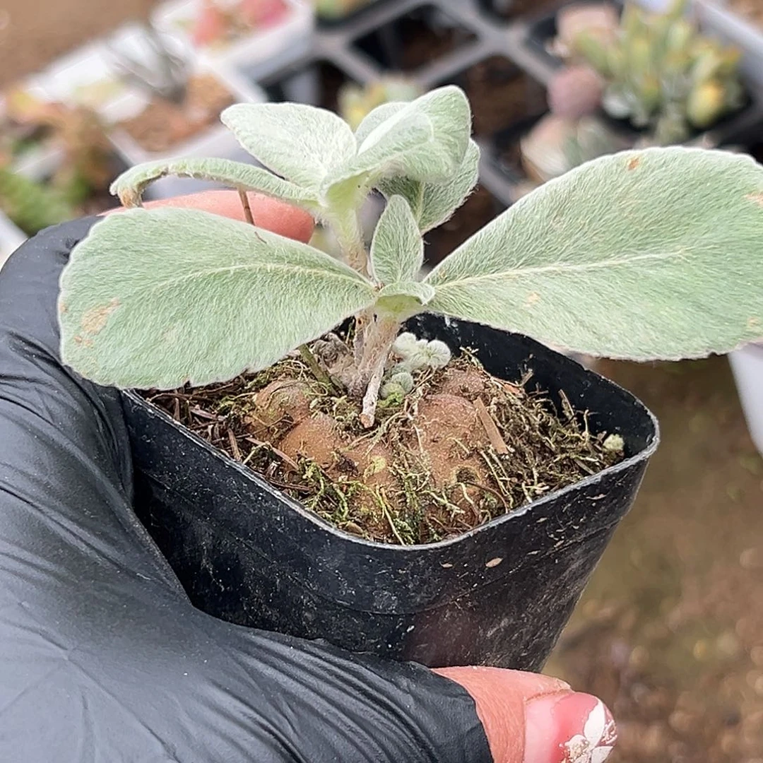 多肉植物断崖女王