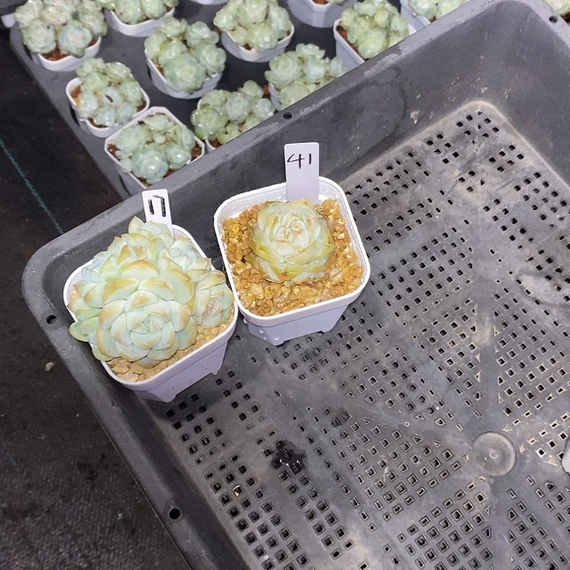 【闪购商品】奶****水溏心17，41多肉