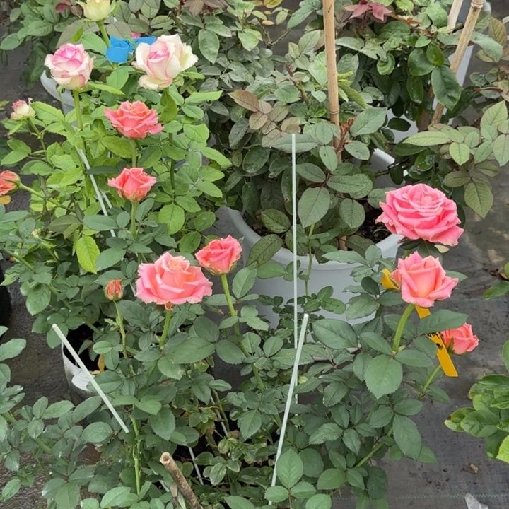 完全开放精品月季花一物一图