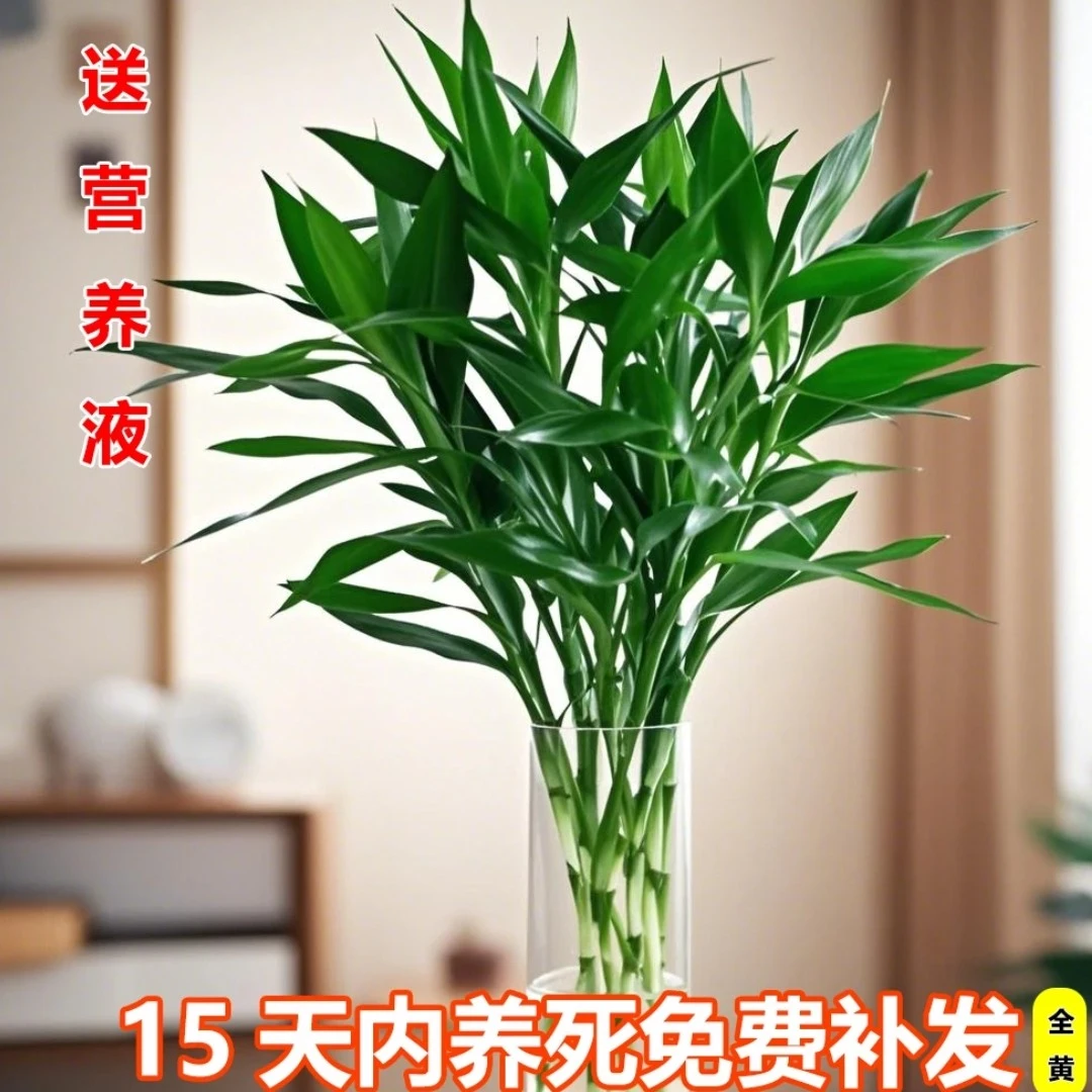 【基地精选】富贵竹60-70厘米水培植物小竹水养绿植