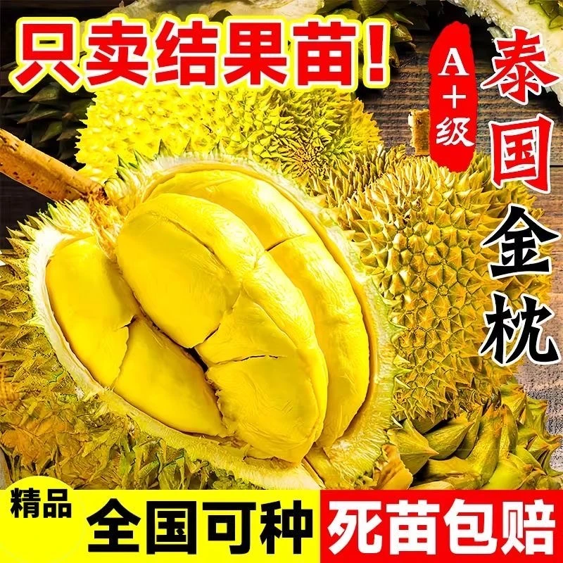 Q正宗榴莲苗南北方榴莲树苗果树苗盆栽地栽当年结果南北方种植