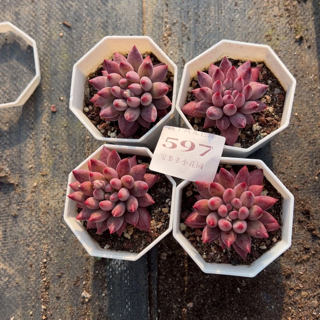 ღ***见597号车厘子4颗量拍多肉满18元包邮下午发货