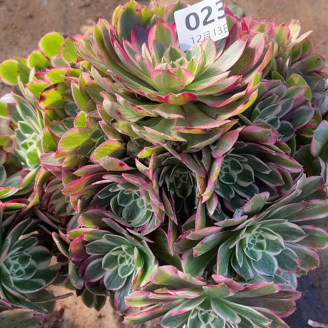 12.13-23孔雀翎多肉植物
