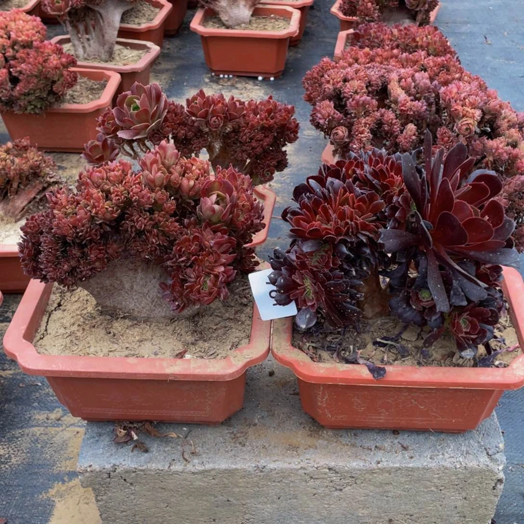 761号俩颗法师微瑕