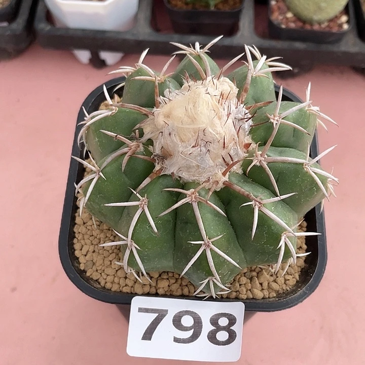 798实生大圆盘玉仙人球