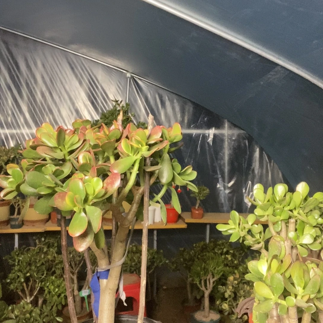 A***孩完全开放黄金花月一物一拍