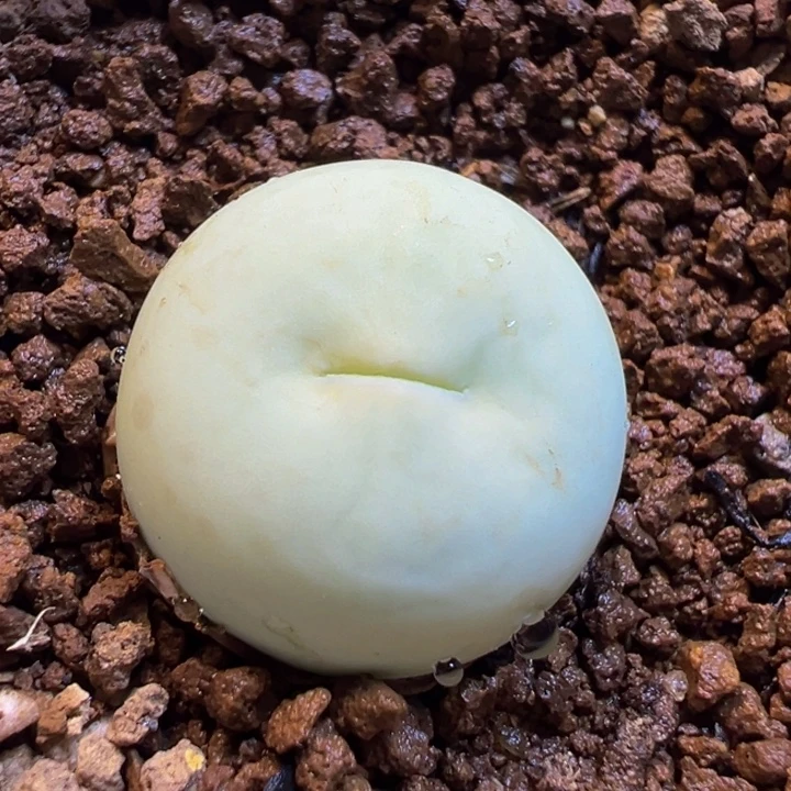 81多肉植物百科鸽子蛋
