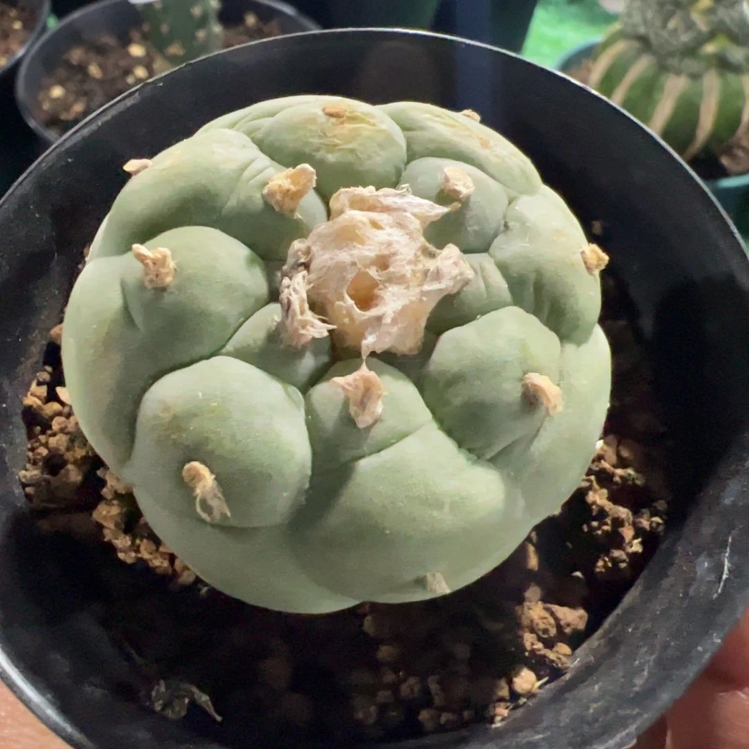 实生大尤仙仙人球508