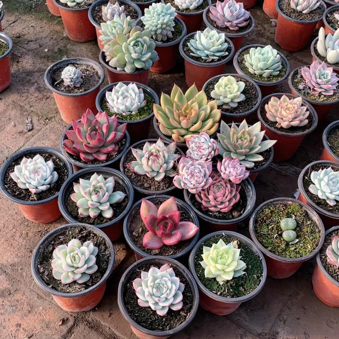 【闪购商品】萍**肉74号两颗一组