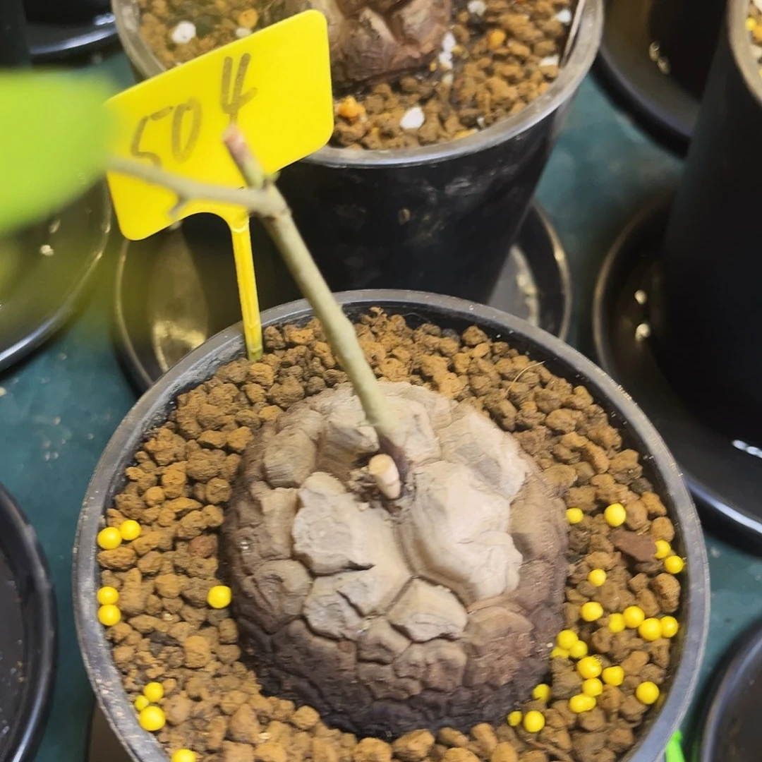 504龟甲龙76899778