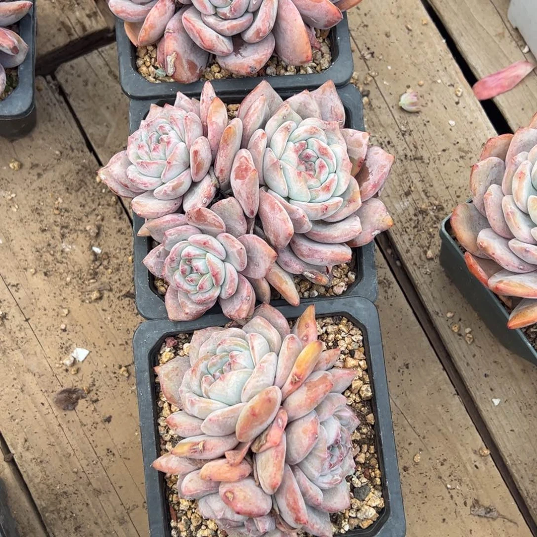 蛋**^多肉植物，多肉植物