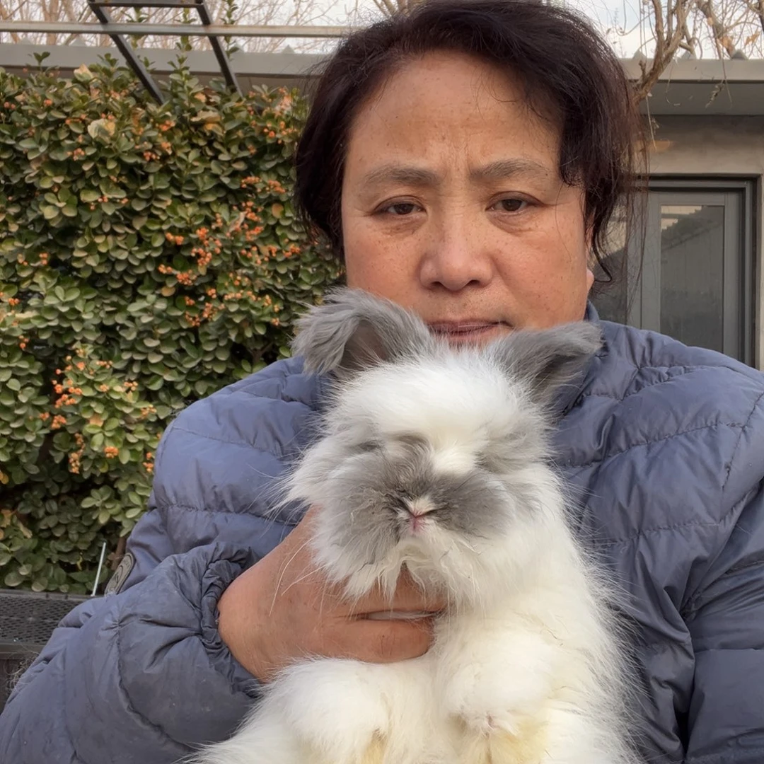 宠物兔英系安哥拉兔