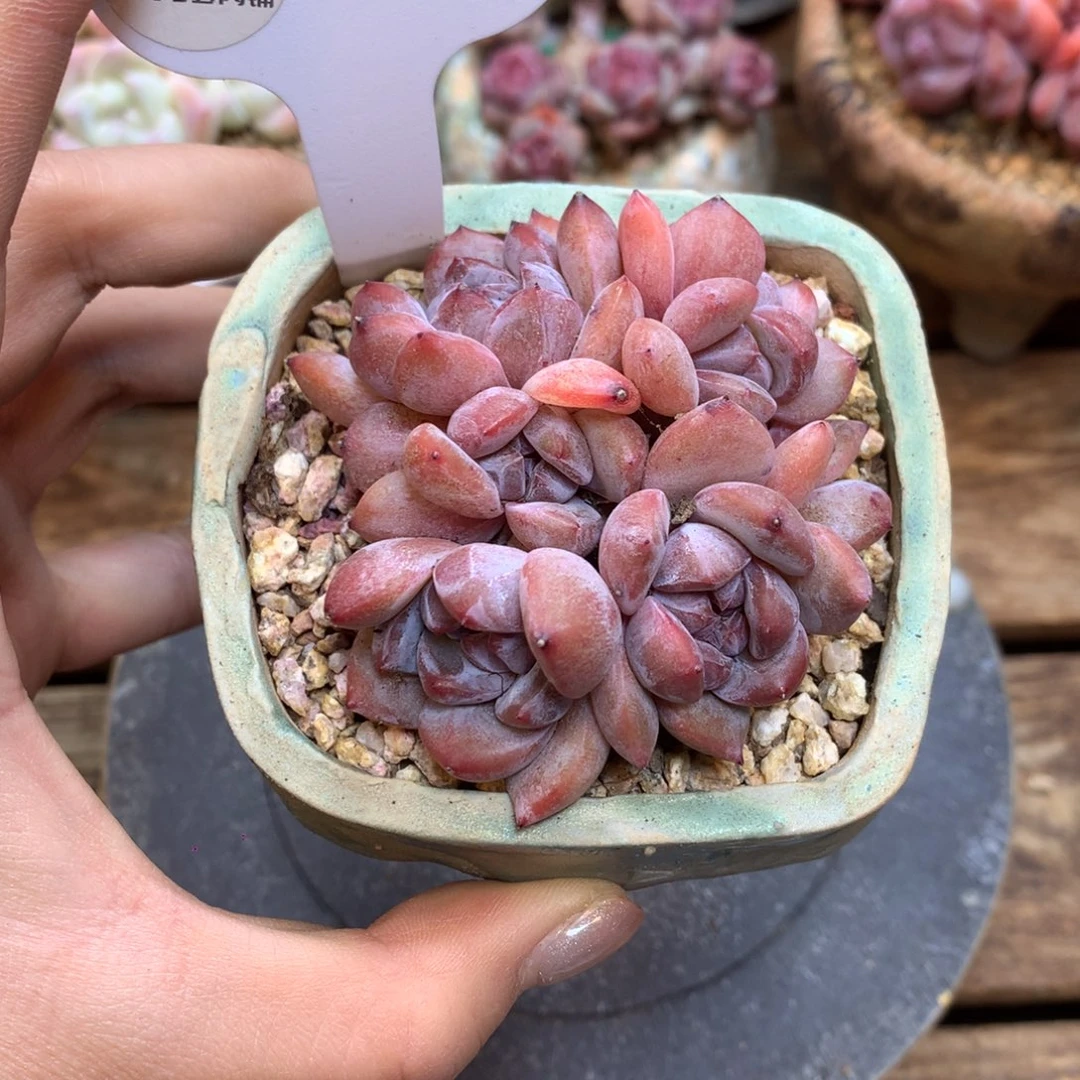 A962 小脸星影 6.5cm