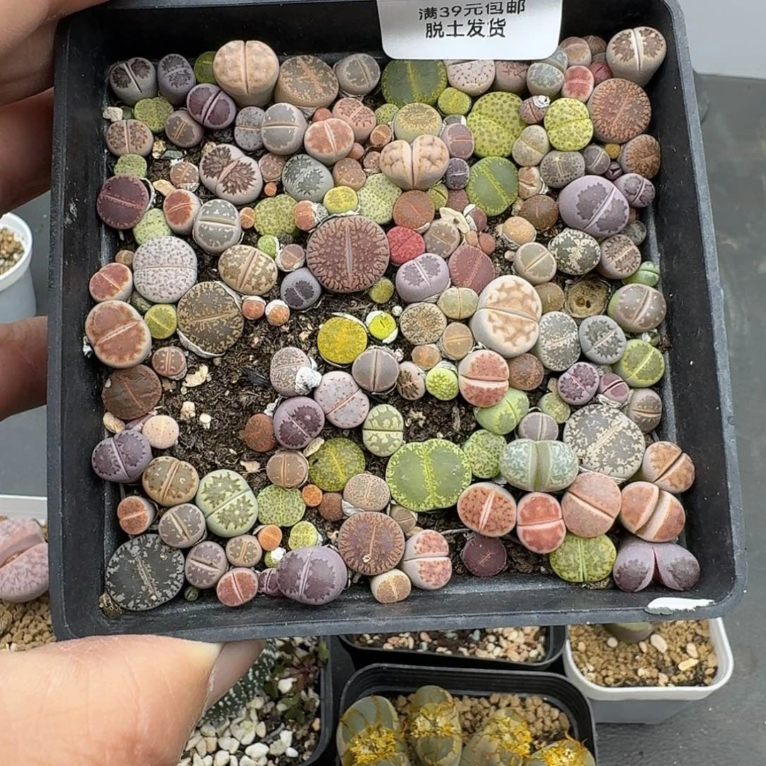 618多肉哈哈哈哈哈哈哈哈