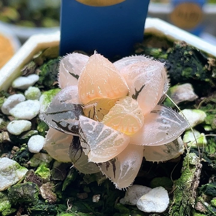 903粉黛锦一物一拍