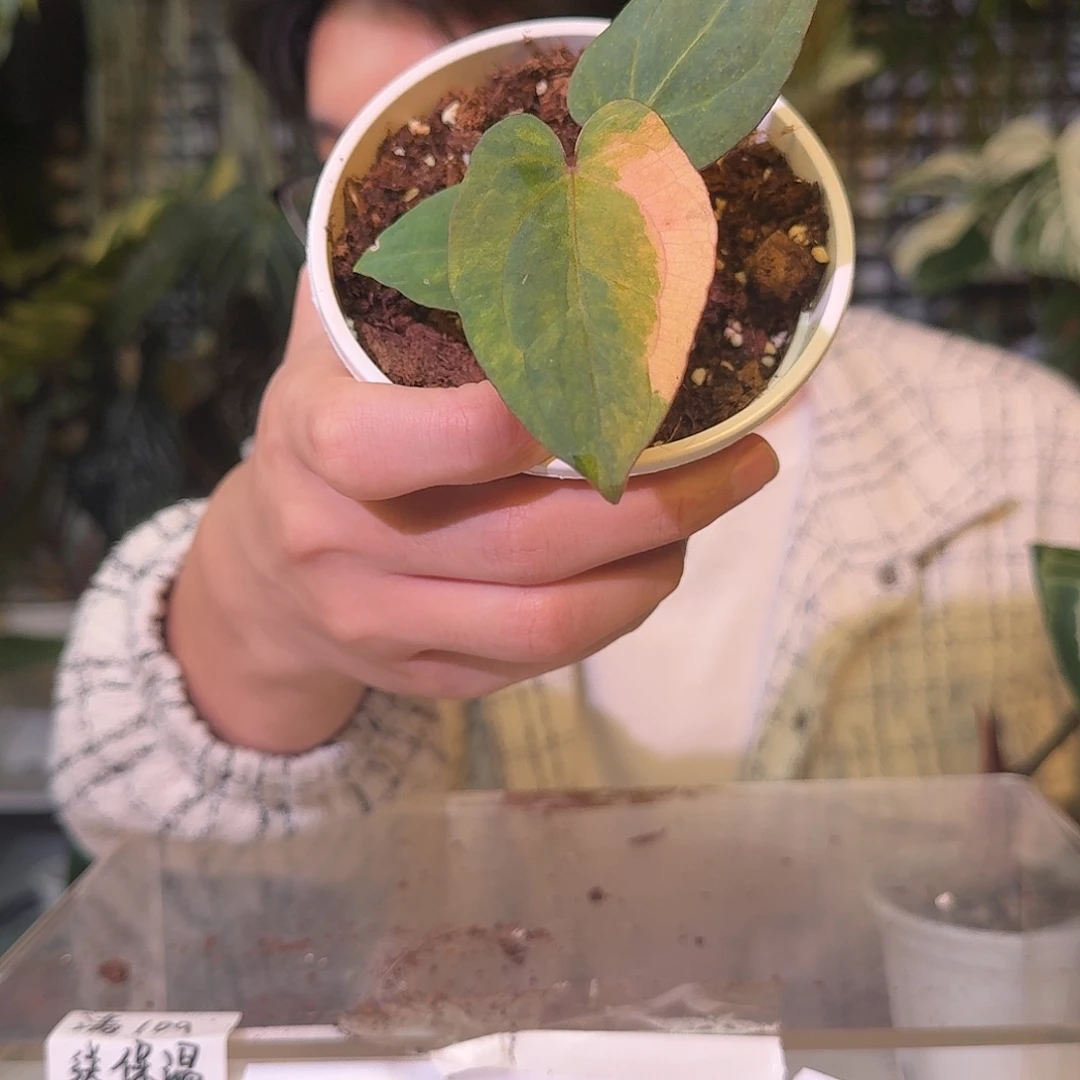 八***月完全开放C283桃鸡锦