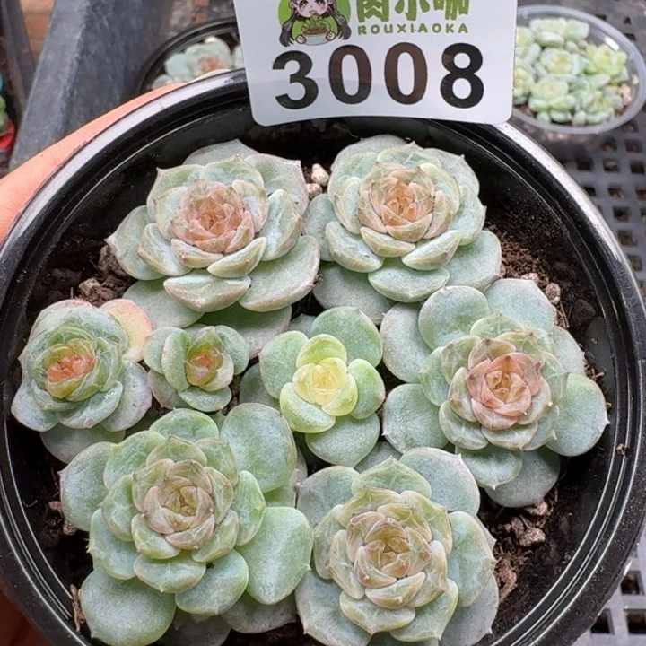 多肉植物多肉植物