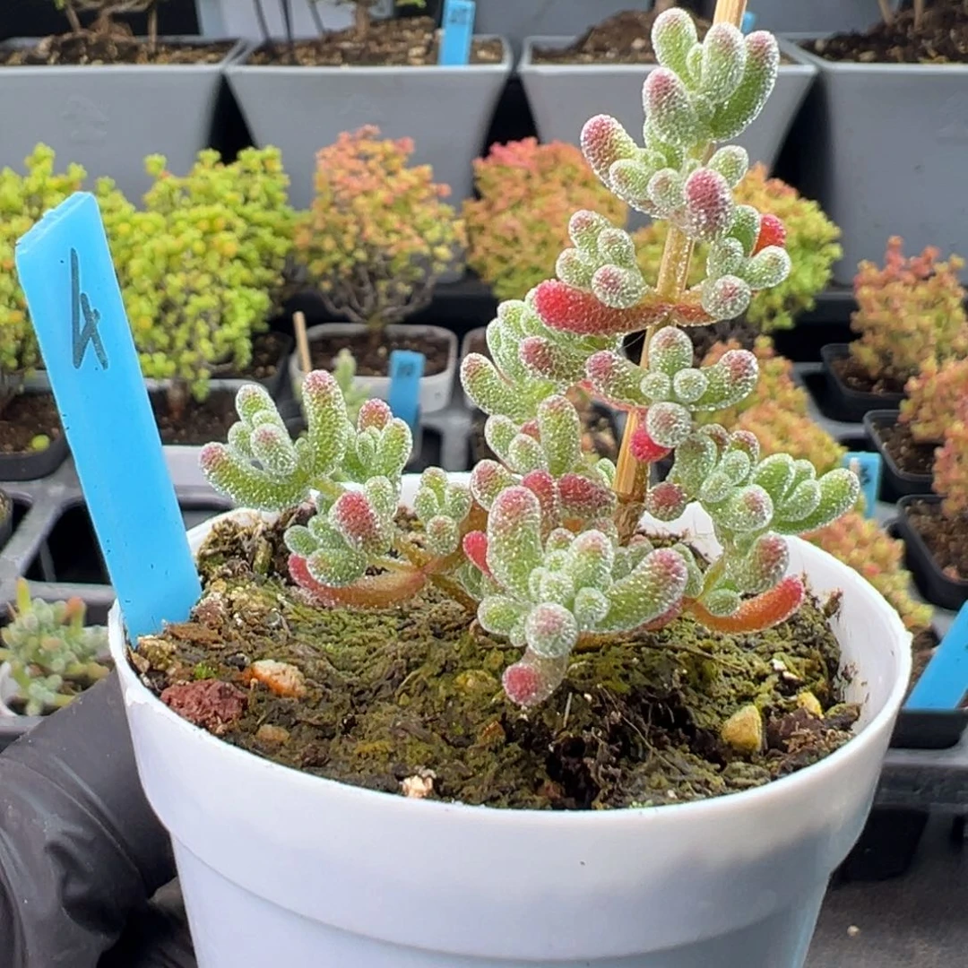 粉冰晶4号6厘米盆