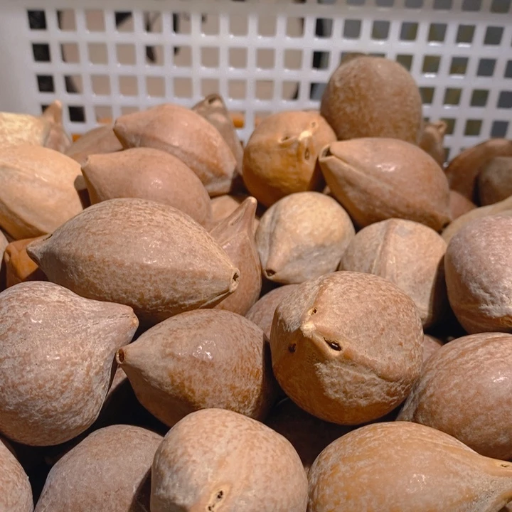 野生大橄榄核把件6颗