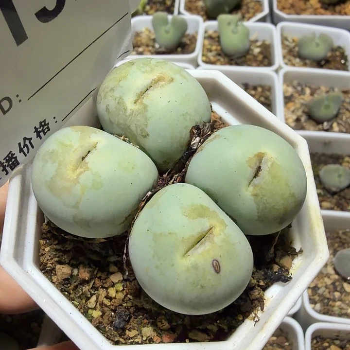 192。多肉植物和植物的