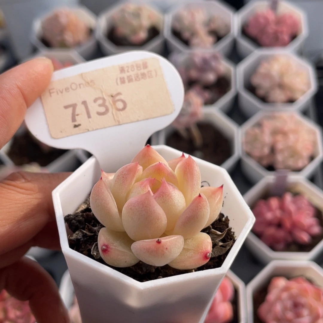 麦秆7136-3.5厘米