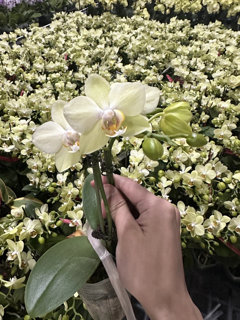 花悦里【绿精灵】绿色蜡质花开爆福利 室内花花  广州花卉源头基地