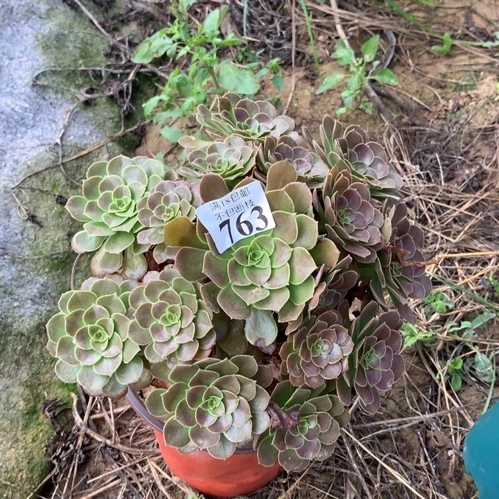 763荷兰玫瑰手捧桩不直4东