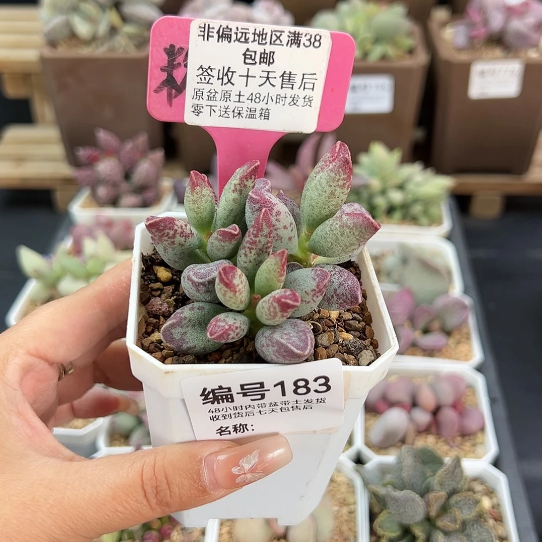 小****183艾薇多肉植物