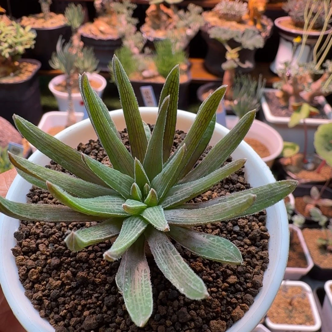 块根寿102 仙人球