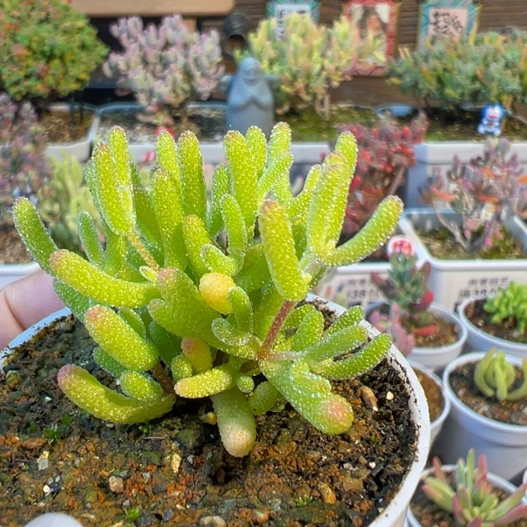 30-397冰糖五圆盆一物一拍