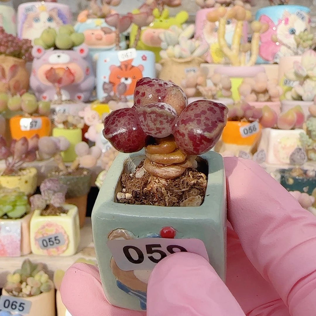 粉丸海豹 盆口2.5cm