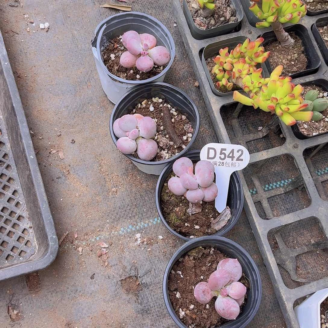 宸*D542四颗小屁桃一物一拍