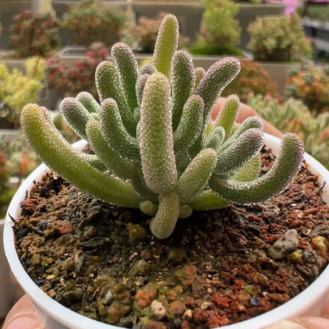 12-355枝干番杏多肉白闪光五圆盆