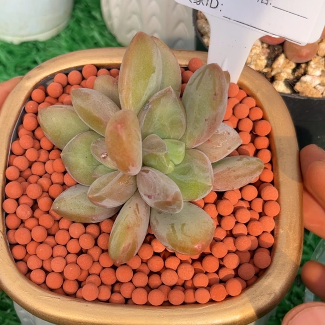 暗纹系多肉植物三头972