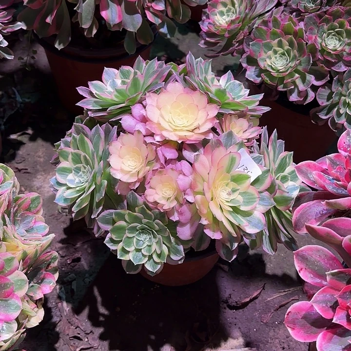 多肉植物海仙00135