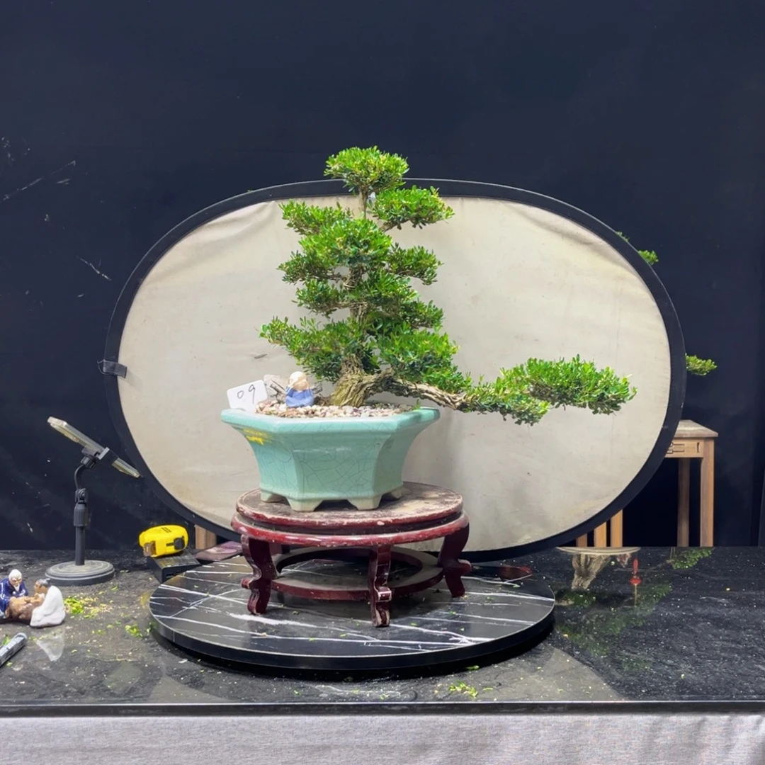 一*** 完全开放黄杨盆景